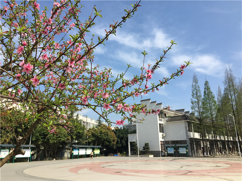 桃花.jpg